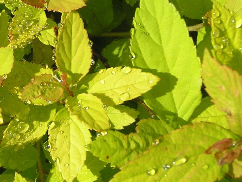 Goldgelbe Belaubung von Spiraea japonica White Gold