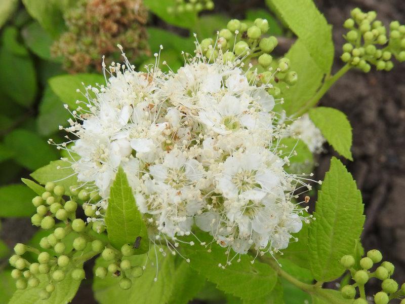 Gelbgrünes Laub und weiße Blüten - die Zwergspiere White Gold