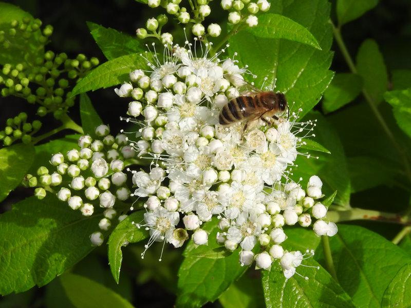 Die Zwergspiere White Gold ist eine gute Bienenweide.
