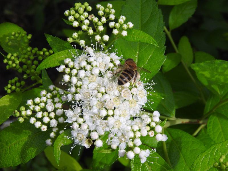 Weißblühende Spiraea japonica White Gold