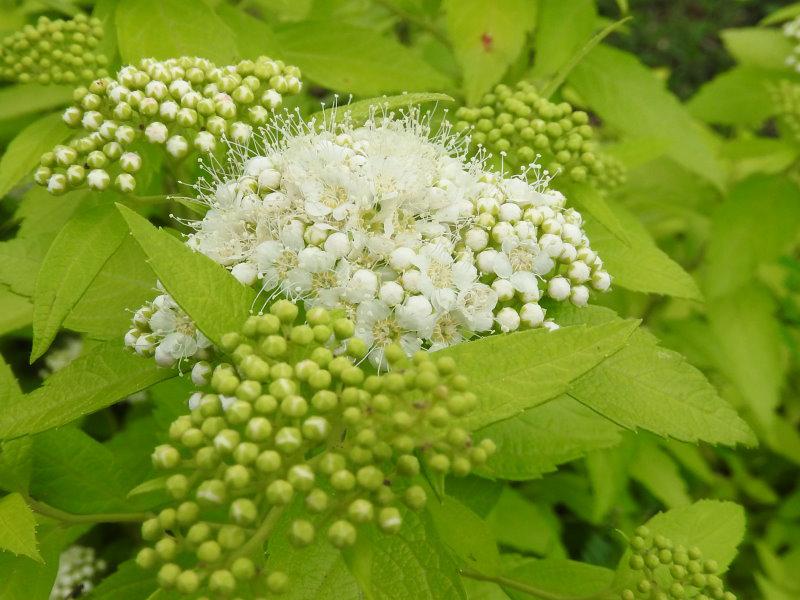 Weiße Blüten in gelbgrünem Laub - Zwergspiere White Gold