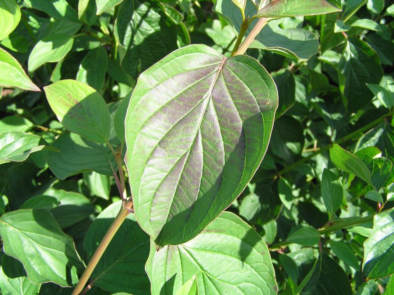 Roter Hartriegel - Blatt