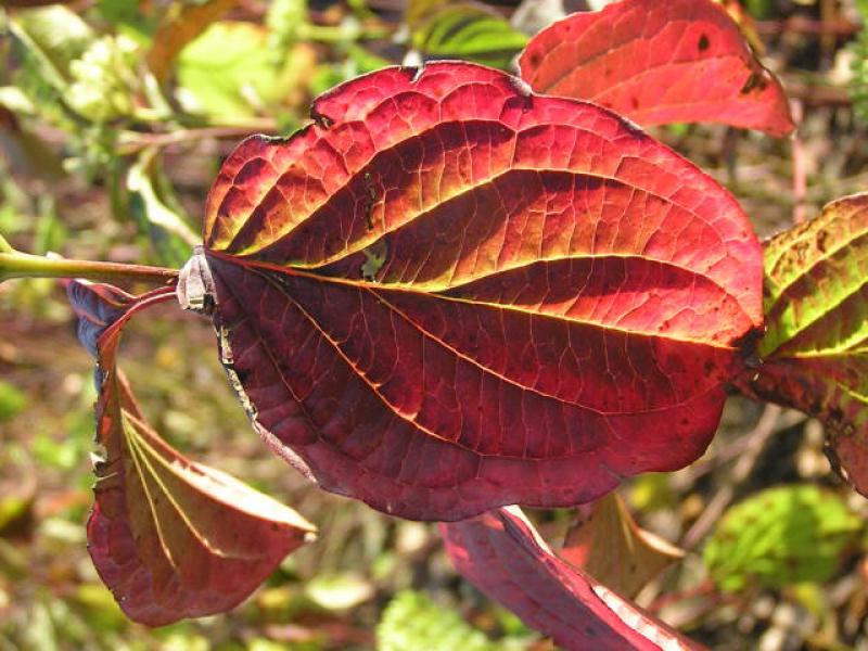 Leuchtendes, rotes Herbstlaub bei Cornus sanguineum