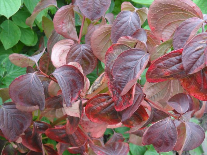 Rotes Herbstlaub bei Cornus sanguinea