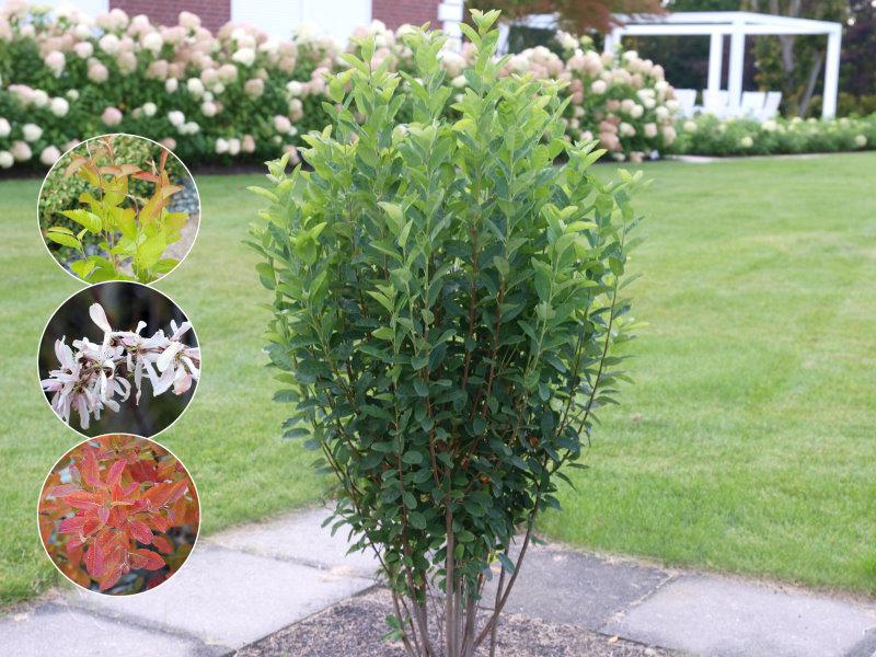 Amelanchier Rainbow Pillar