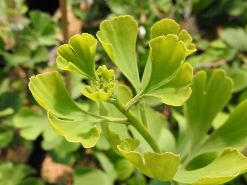 Triebspitze von Ginkgo biloba Princeton Sentry