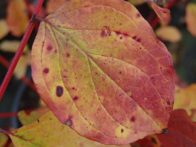 Cornus sanguinea Winter Beauty: Blatt mit Herbstfärbung