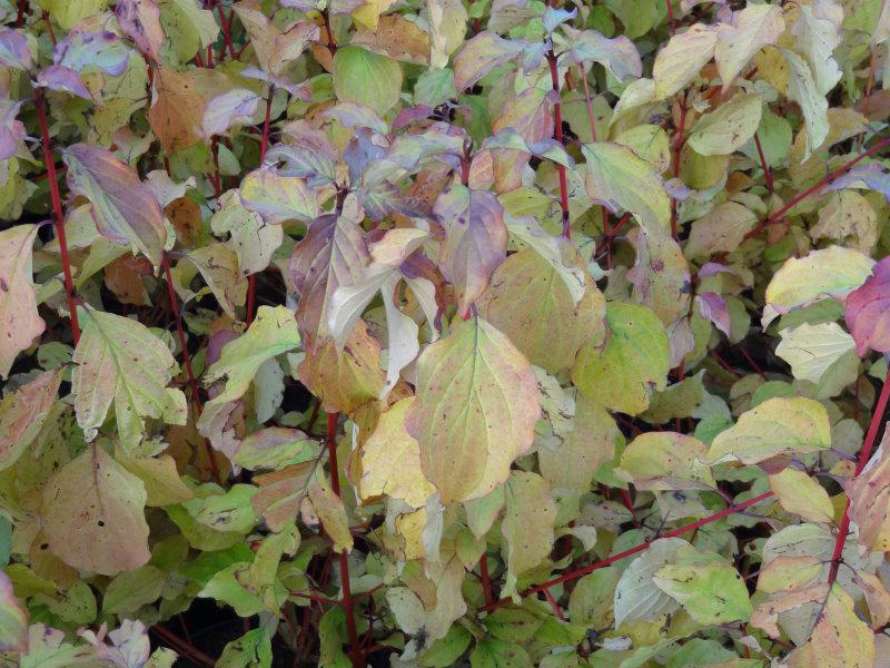 Das Herbstlaub von Cornus sanguinea Winter Beauty