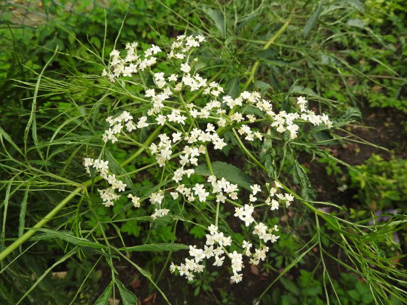 Weiße Blüte des Fadenblättrigen Holunders