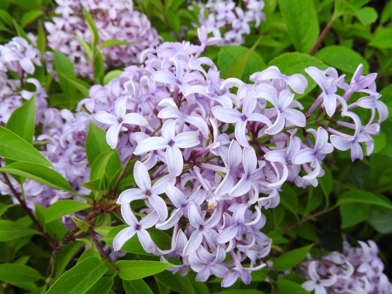 Reichblühender Syringa chinensis Saugeana