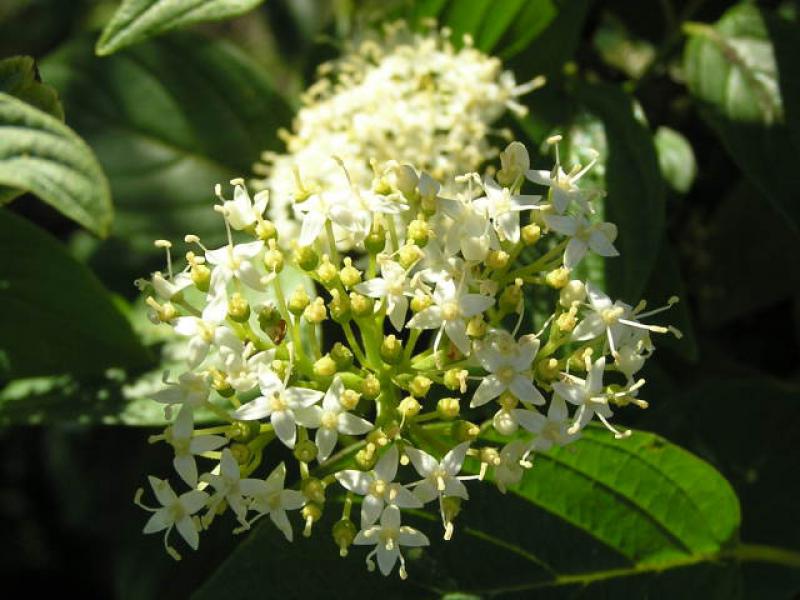 Weiße Blüte des Gelbrindiger Hartriegel