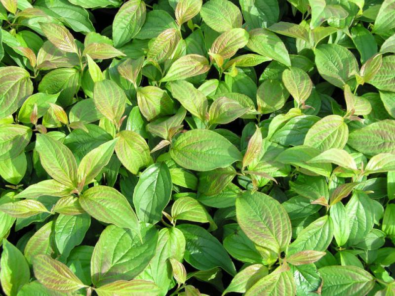 Cornus stolonifera Kelsey