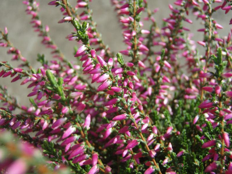 Calluna vulgaris Red Bud