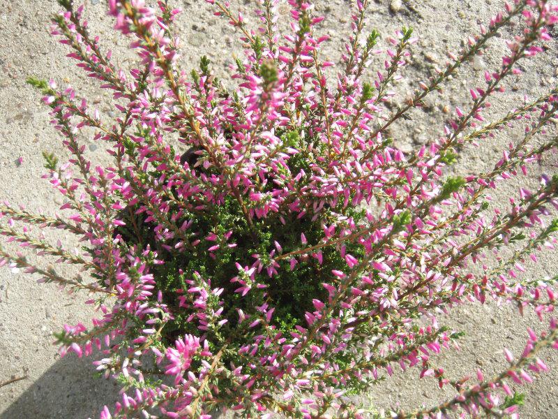 Calluna vulgaris Red Bud