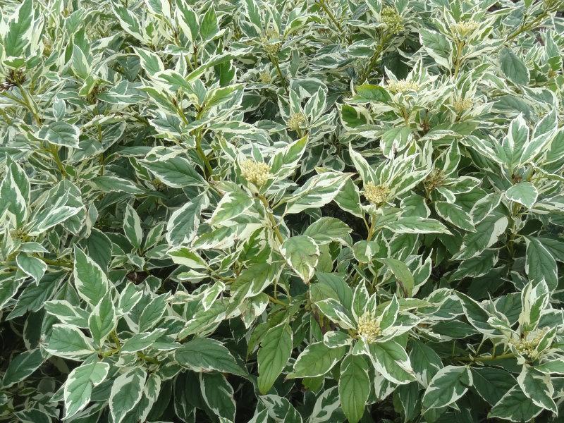 Cornus stolonifera White Gold mit Fruchtansätzen