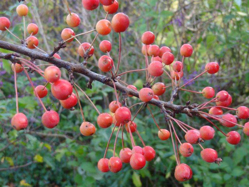 Schöne Zieräpfel bei Malus Adirondack