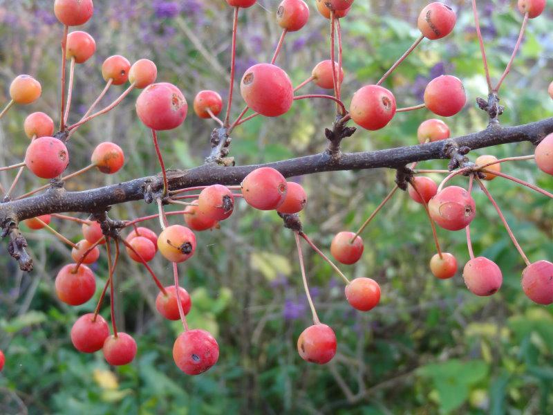 Malus Adirondack mit roten Früchten, aufgenommen Anfang November