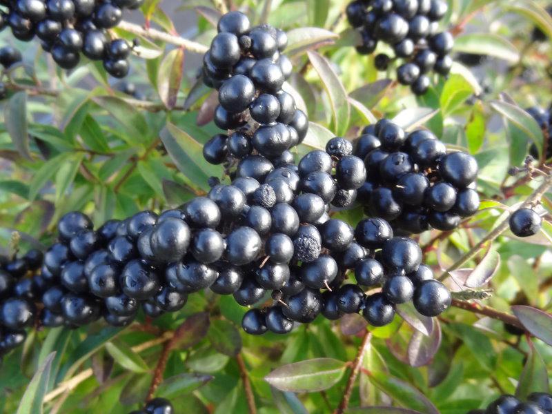 Schwarze Beeren bei Ligustrum vulgare Atrovirens Compact