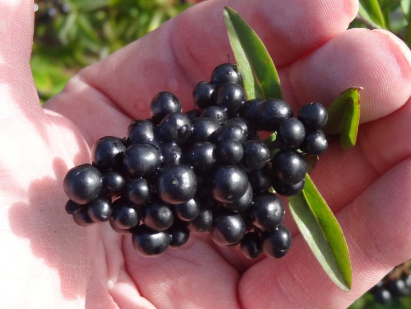 Typische schwarze Früchte bei Ligustrum vulgare Atrovirens Compact