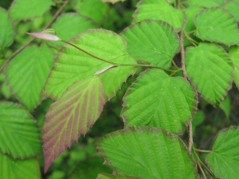 Roter Blattaustrieb der Glockenhasel