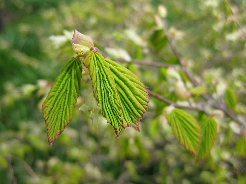 Niedrige Scheinhasel - frische Blätter