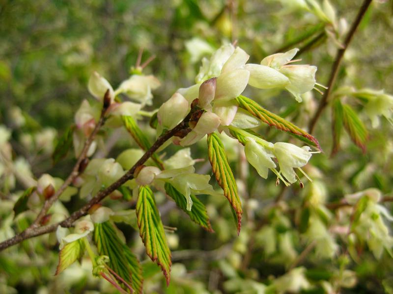 Niedrige Scheinhasel: Nach der Blüte treiben die Blätter aus.