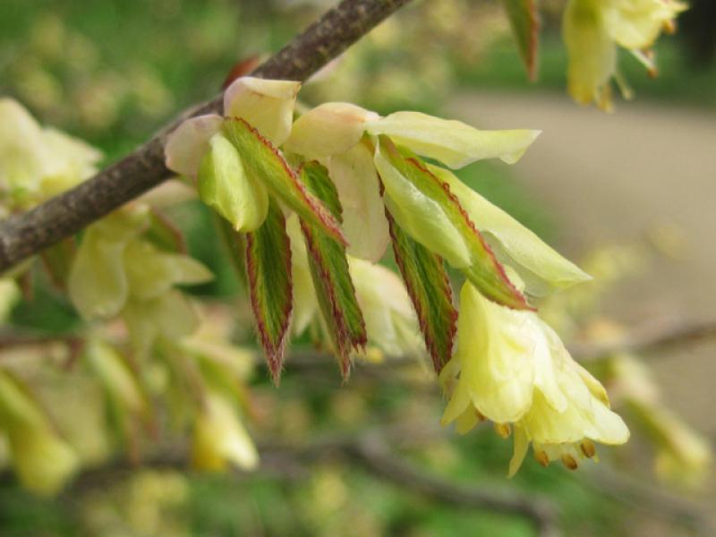 Corylopsis pauciflora - hellgelbe Blüte