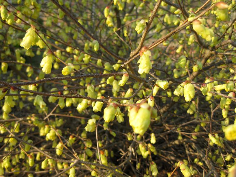 Reiche Blüte der Glockenhasel