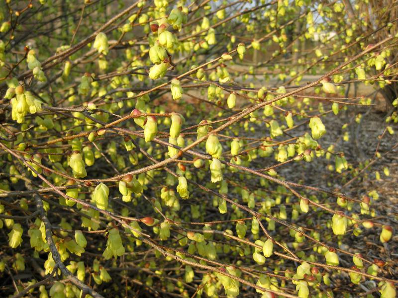 Zahlreich gelbe Blüten bei der Niedrigen Scheinhasel