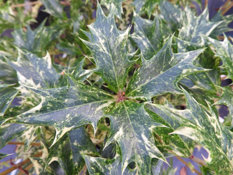 Osmanthus heterophyllus Tricolor