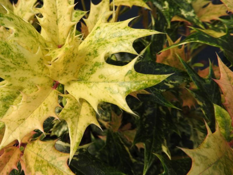 Osmanthus heterophyllus Tricolor