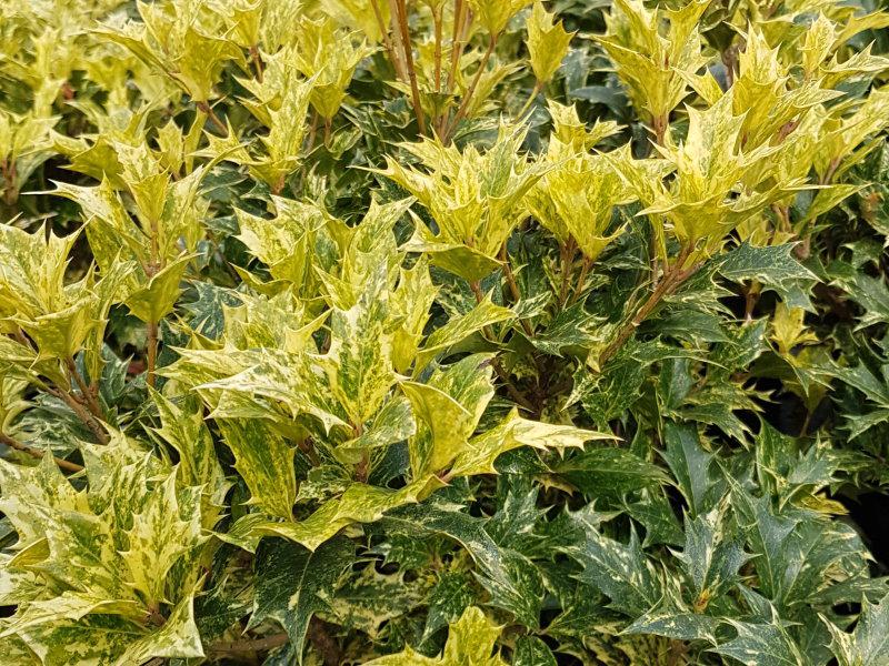 Osmanthus heterophyllus Tricolor