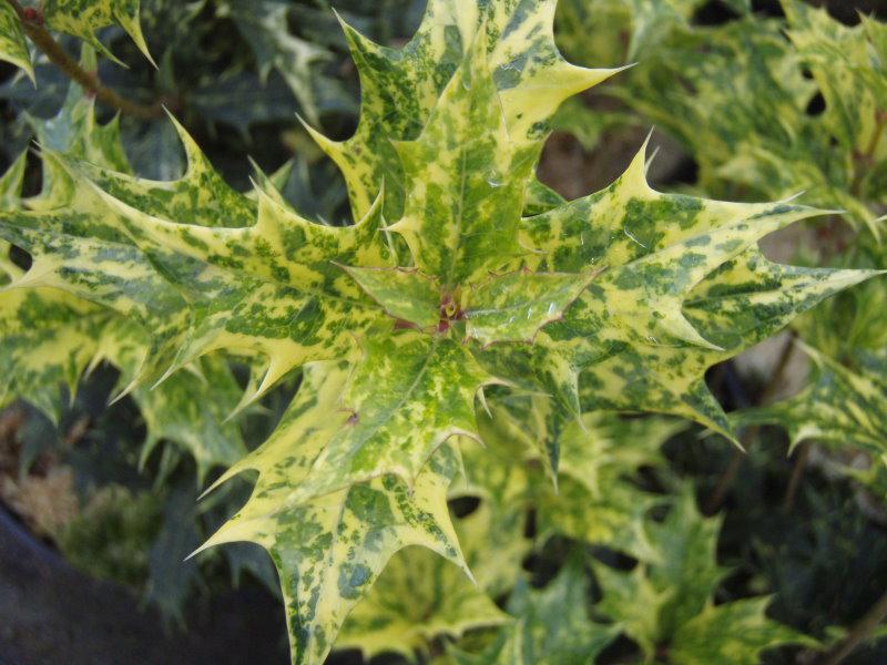 Osmanthus heterophyllus Tricolor