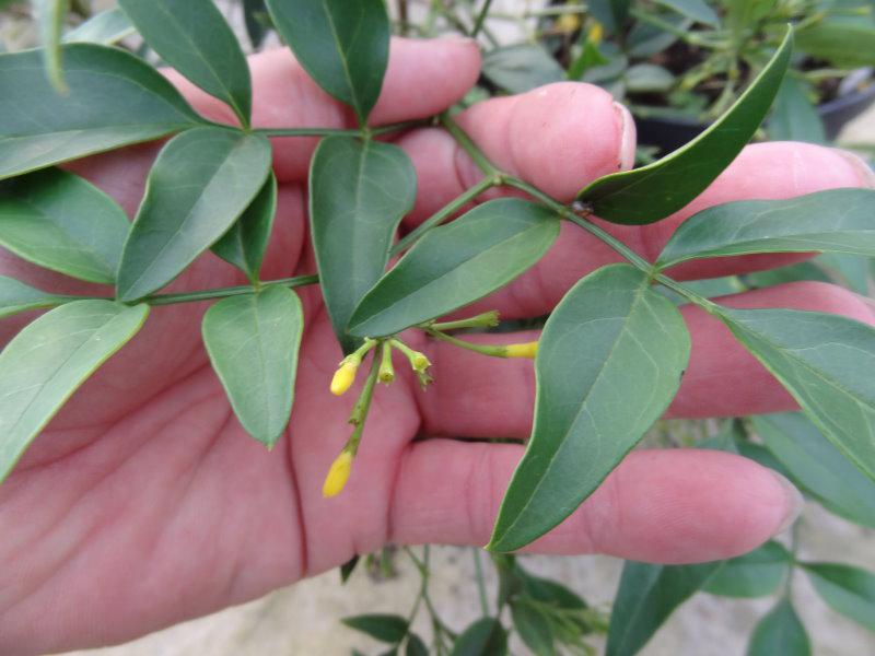 Jasminum humile Revolutum
