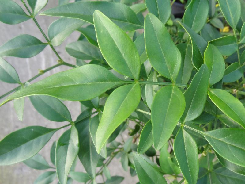 Jasminum humile Revolutum