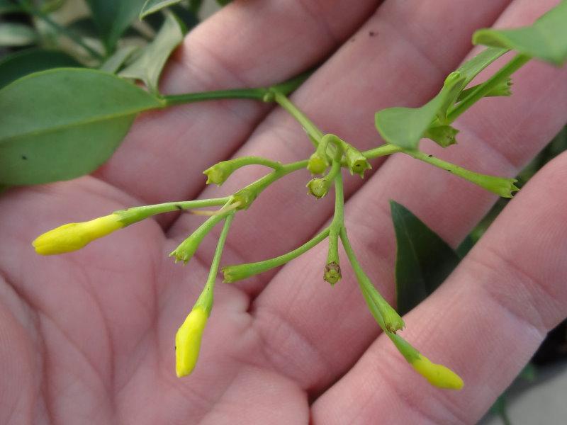 Jasminum humile Revolutum