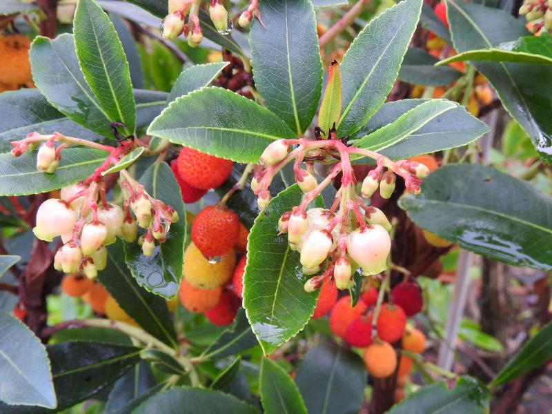 Arbutus unedo Compacta