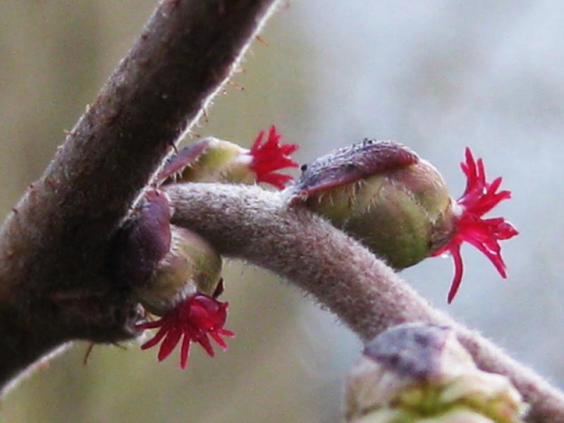 Haselnuss - weibliche Blüte im Winter