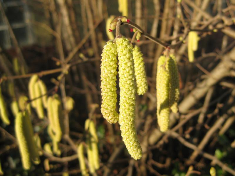 Haselnuss - männliche Kätzchen und rote weibliche Blüten