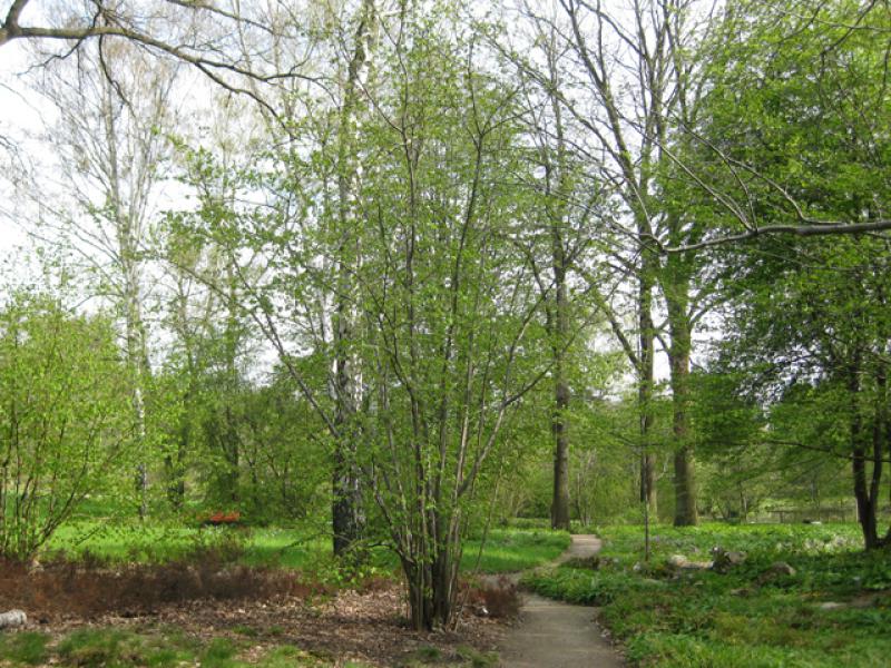 Haselbusch im Frühjahr