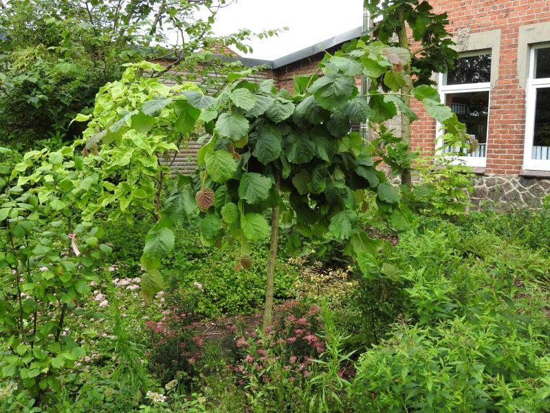 Corylus avellana Stämmchen im Sommer