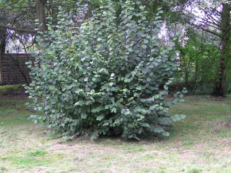 Corylus avellana: Solitärpflanze im Park