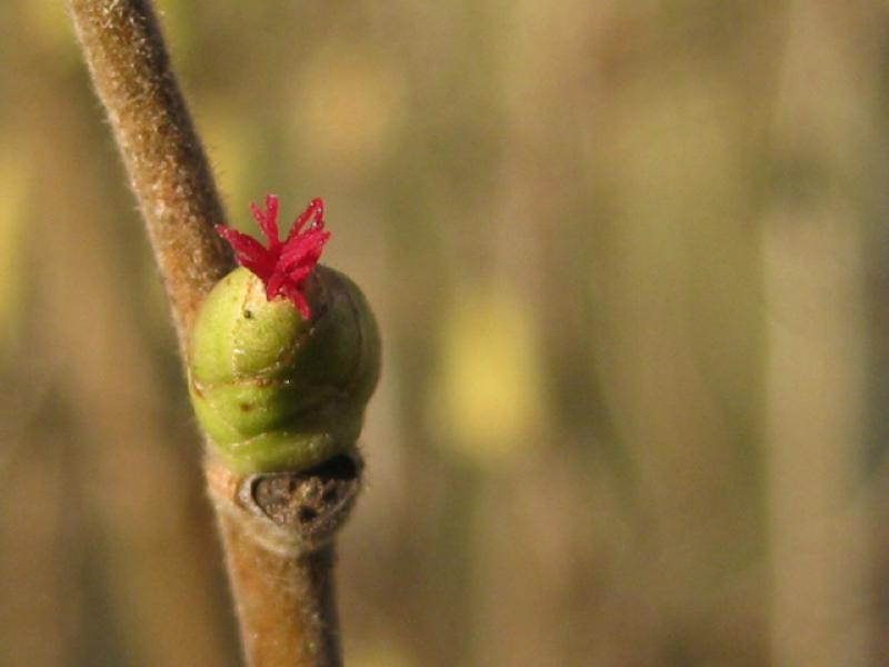 Haselnuss - weibliche Blüte im Januar