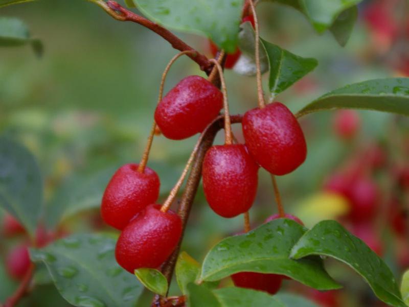 Beeren: Ölweide Russische Ernte