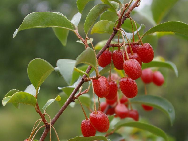 Früchte von Elaeagnus multiflora Russische Ernte