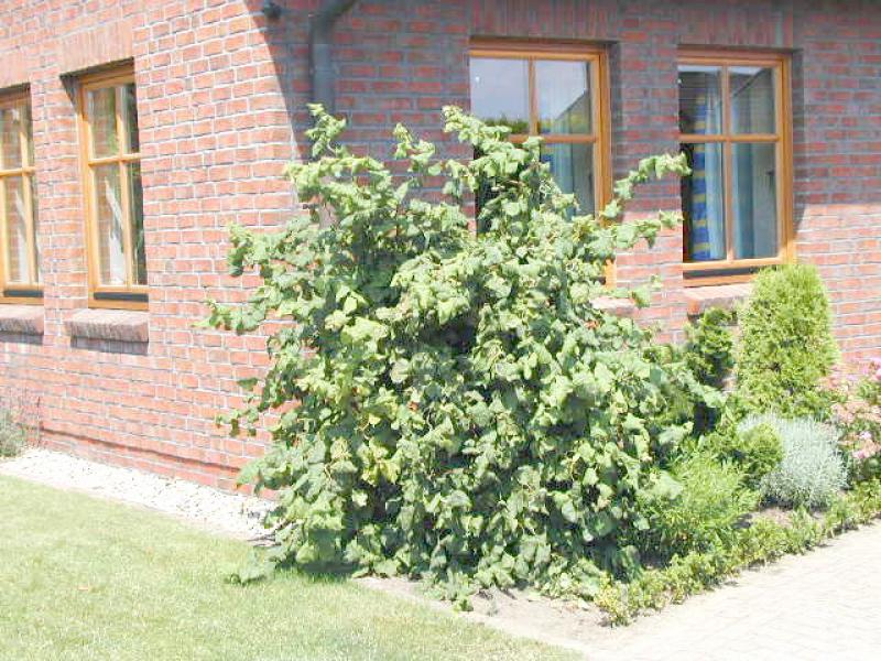 Wuchsform der Korkenzieherhasel