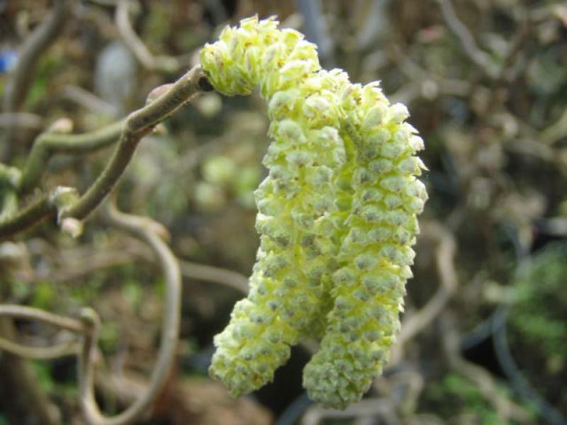Männliche Blüte der Korkenzieherhasel