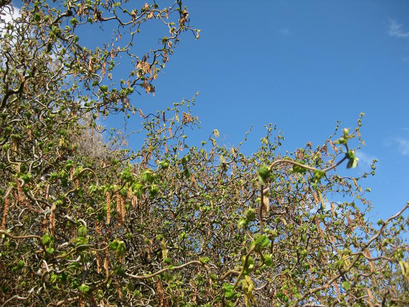 Nach der frühen Blüte der Korkenzieherhasel treiben die Blätter aus.