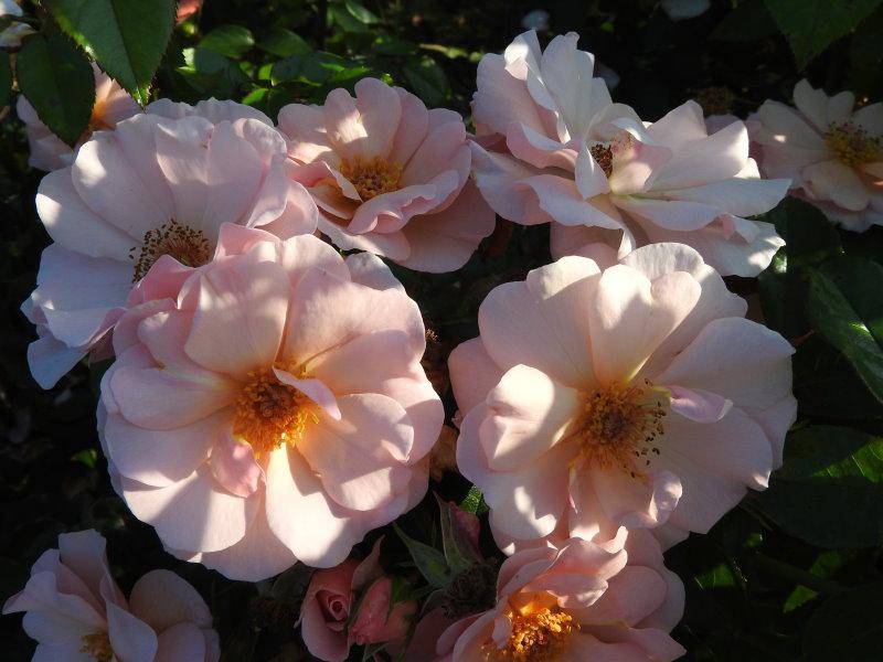 Die Strauchrose Rosentanz