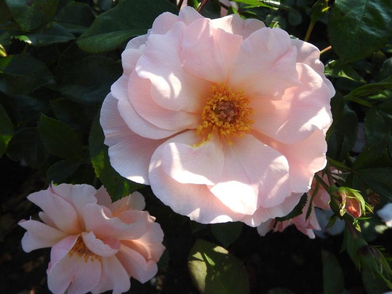 Die Rose Rosentanz in Blüte